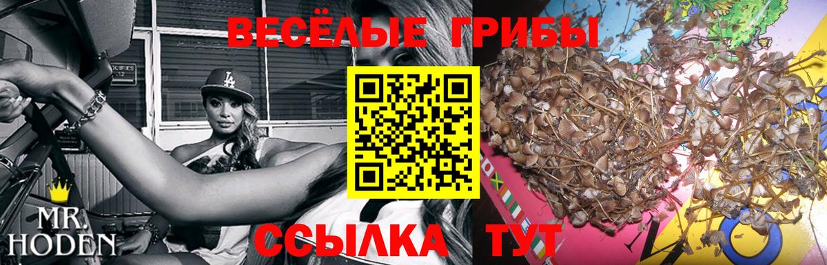 Галлюциногенные грибы мицелий  Вход с VPN  Черняховск  Галлюциногенные грибы Magic Shrooms 